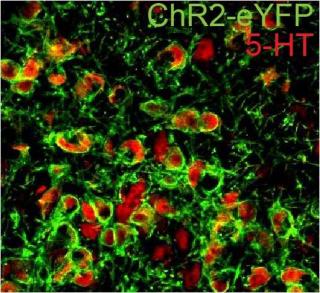 ChR2-eYFP